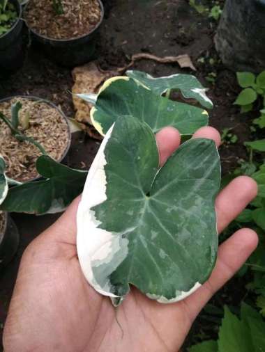 Tanaman Hias Keladi Kantung Semar Caladium Kantong Semar