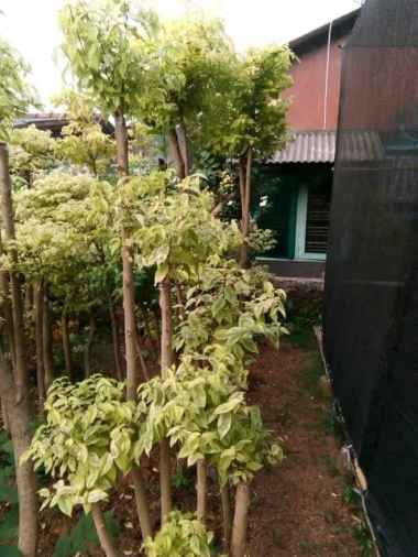 Tanaman Anting Putri Bonsai