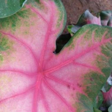 tanaman hias caladium pink keladi