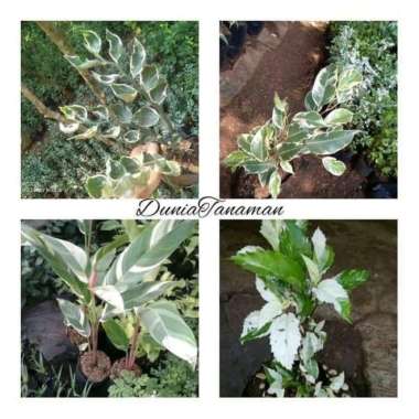 _ paket tanam hias varigata 4 jenis tanaman hias -