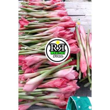 PROMO Bunga kecombrang/honje segar