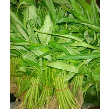 kangkung 1 ikat