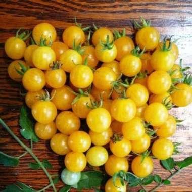 Tomat cherry kuning fresh 1kg