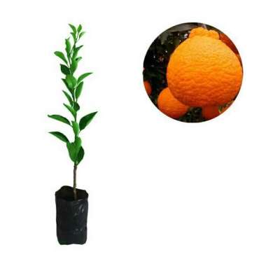 Bibit Buah Jeruk Dekopon Super Unggul