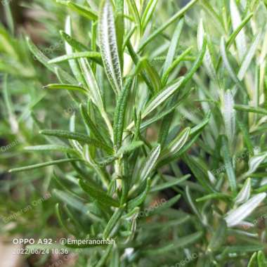 Bibit Tanaman Herbal Rosemary Super