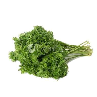 Parsley Segar 1 Kg
