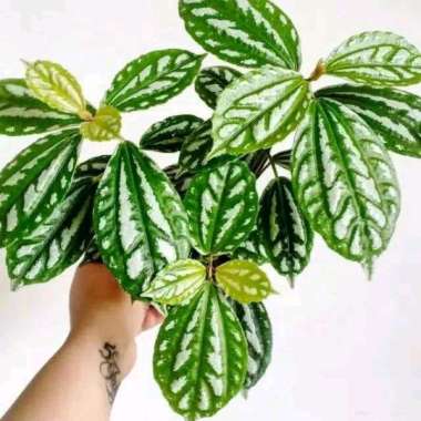 Tanaman hias mutiara - pilea cadierei