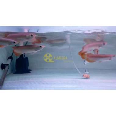 Ikan Hias Arwana Super Red Blood / Chili Red Serti Chip 22 cm