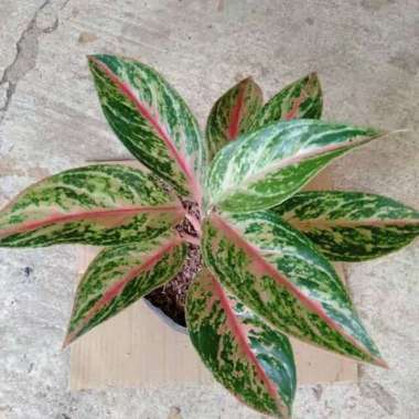 Promo!!! Aglonema Buterfly - Aglonema dewasa