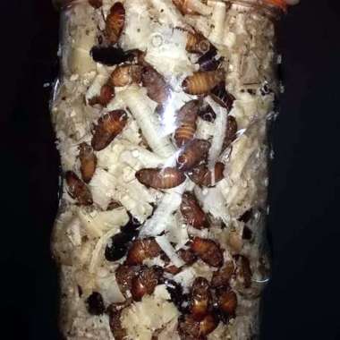 Umpan ikan lele umpan pancing kecoa batu kecoa tanah