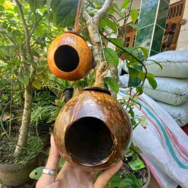 Glodok Batok burung lovebird