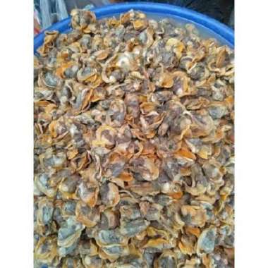 Kerang Kupas Dara / Kupas Hijau Ijo Segar Kerang Dara - 1 kg