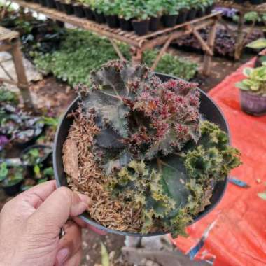 Tanaman hias begonia daun duri / begonia brazil