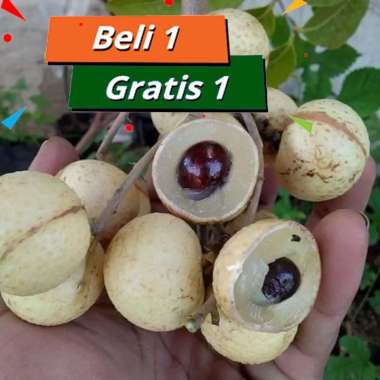 Bibit Kelengkeng matalada cepat berbuah bibit unggul