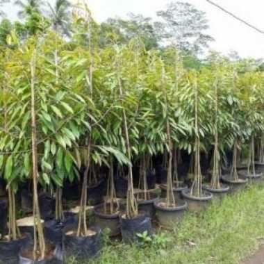 Bibit Durian Musangking Kaki 3 Asli Cepat berbuah Pohon Duren Unggul Tanaman okulasi 1 GRATIS 1
