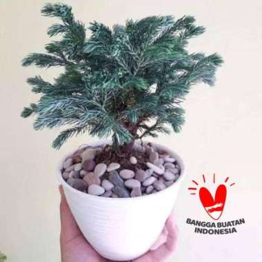 Tanaman Hias Indoor - Cemara Perak Juniperus Squamata (Bakalan Bonsai)