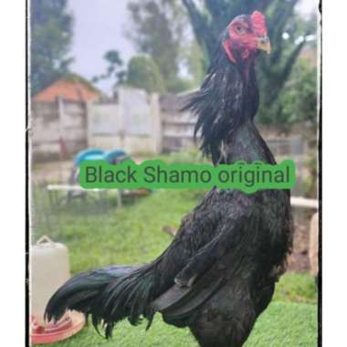 Oem Telur Ayam Bangkok Black Shamo Original