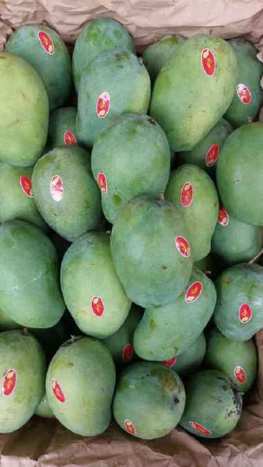 Mangga Harum Manis Masak Pohon Premium