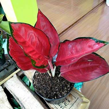 Azzahra Berkah Bibitku Tanaman Hias Aglonema Suksom Jaipong Indonesia