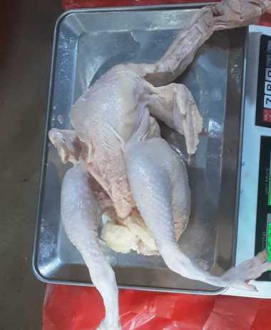 ayam merah promo berat 1.8 sd 2kg/ayam afkir/ayam layer/ayam kampung/ayam petelor/ayam tua