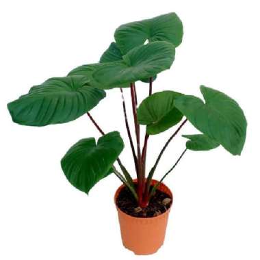 Homalomena Batang Merah - Homalomena Rubescens Red Stem