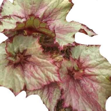 Begonia Silver Daun Kecil