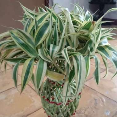 Tanaman Bambu Hoki Guci Varigata