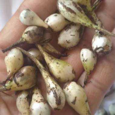 buah marasi buah langka yg punya rasa istimewa Manis