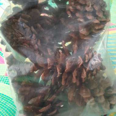 buah pinus kering ukuran campur