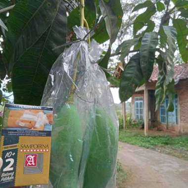 BIBIT MANGGA KIOJAY BERBUNGA