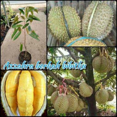 Azzahra berkah bibitku bibit tanaman buah durian montong Indonesia