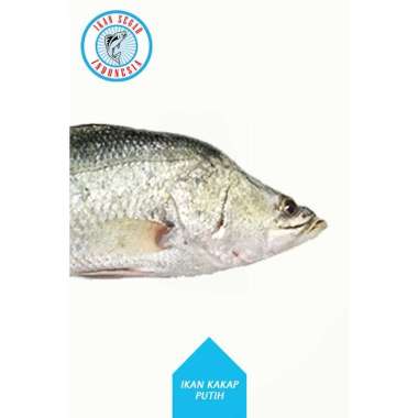 Ikan Kakap Putih Harga Terbaru Mei 2021 Blibli
