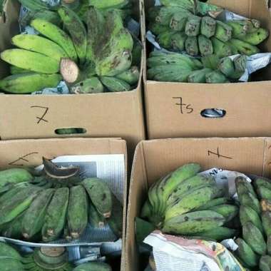 PISANG KEPOK paket GROSIR isi 12 sisir - buah Segar IBAZA fruitsBOX