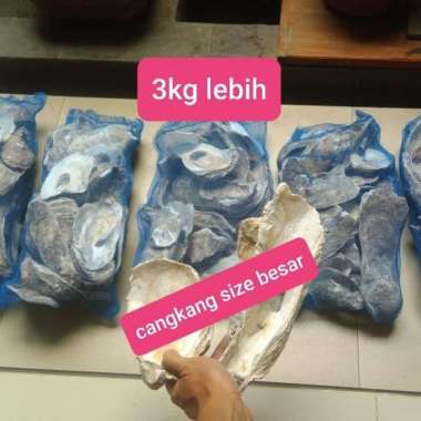 oyster shell kulit kerang cangkang tiram media filter kolam ikan koi