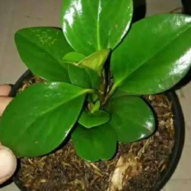 Pohon teplan hijau