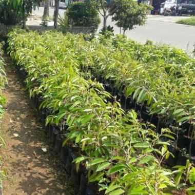 bibit pohon durian duri hitam