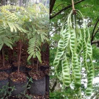 Bibit Petai Unggul - Pete -