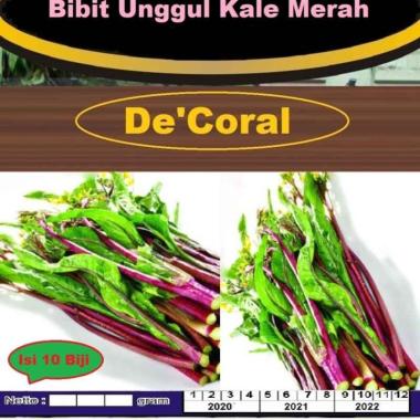 Bibit Unggul Kale Merah | Benih Kale Merah