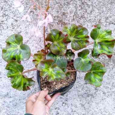 Begonia Cathredal | Begonia Kriting Tanaman Hias