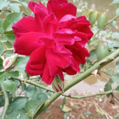 no brand Stek Bibit Bunga Mawar Merah