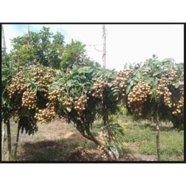 Bibit Kelengkeng Puangray Stek atau Okulasi Cepat Berbuah