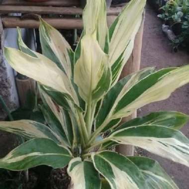 Joeluqmany Bibit Tanaman Hias Hanjuang Varigata