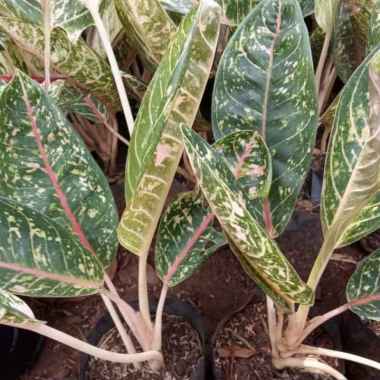 Bibit tanaman aglonema donacarmen