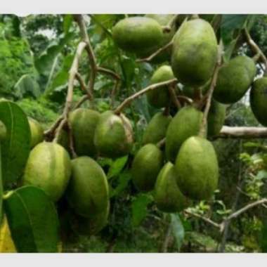 Bibit buah kedondong bangkok tinggi -+40cm