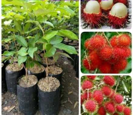 (COD) Tanaman Buah Rambutan Binjai