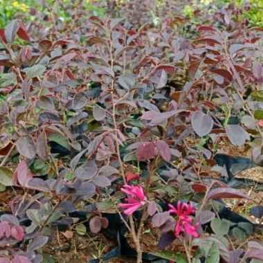 Bunga Serut Merah |Pitaloka | Chinese fringe Tunas Bibit Purworejo