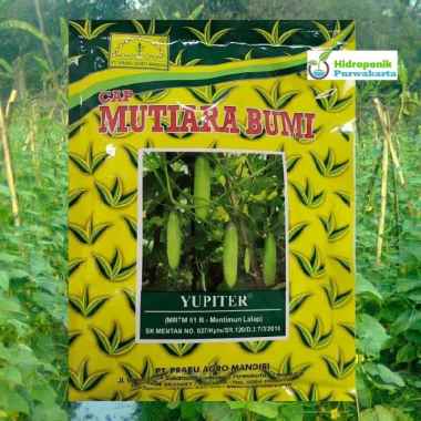 Benih Timun Mentimun Lalap Yupiter Cap Mutiara Bumi 50 Gram