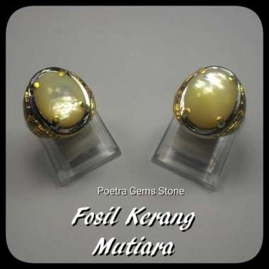 BATU CINCIN FOSIL KERANG MUTIARA