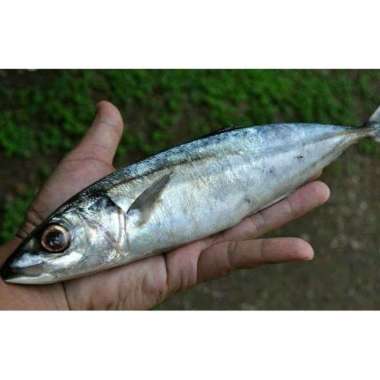 ikan kembung layang 500gr