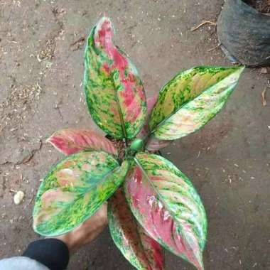 tanaman hias aglonema Heng Heng - aglaonema heng heng